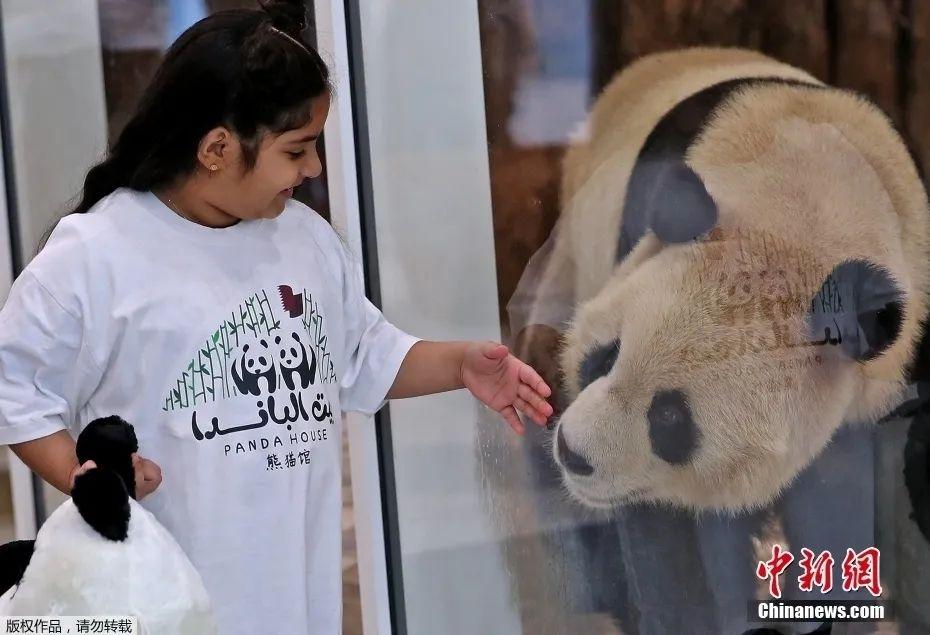 大熊猫馆预计在卡塔尔世界杯开幕前夕向公众开放